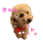 トイプードルmomo の日常