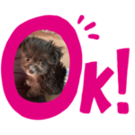 チワプーのベルちゃんスタンプ