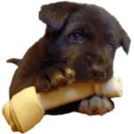 黒ラブ子犬のラプ