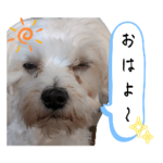 双子犬の夢とまめ２