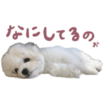 ビションフリーゼ子犬のブラン