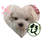 双子犬の夢とまめ