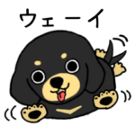 ブラックタンの子犬2