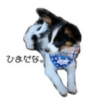 パピヨン　子犬　牛柄