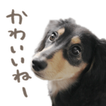 ミニチュアダックスフントのこいぬちゃん