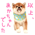 だって赤ちゃんだもん ～子猫と子犬編～