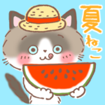 夏のラグドール♪夏のあいさつ&暑中見舞い