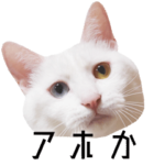 かわいい時々ウザい実写猫