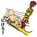 最近、ませてきた「うちのボス」!