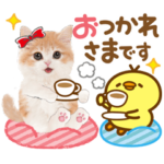 飛び出すよ❤️かわいい猫❤️ねこ❤️にゃん