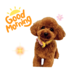 トイプードルのモネちゃん！