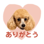 トイプードルのエピちゃん1