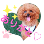トイプードルフェイトスタンプ