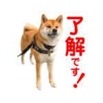 柴犬イエティのLINEスタンプ（その１）