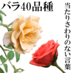 薔薇の花だけで40種『上品ローズ』