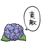 しゃべるアジサイ