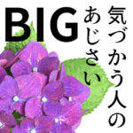 気づかう人のあじさいBIG