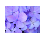 アジサイ　パープル