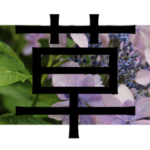 アジサイを感ずる