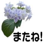 紫陽花を愛する人に送る 優しい相づち