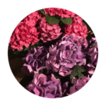 いろんなアジサイスタンプ♡