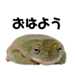 イエアメガエルのつけものいし