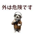 猫による大雨台風リポート