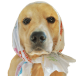 ハッピータン　ガイ