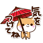 ちびシバ☆梅雨から初夏