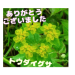 お礼のご挨拶と山野草