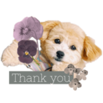 ポメプーcocoちゃんまだ0才