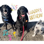 ラブリーシニアわんこ