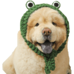 チャウチャウのくり蔵（雨の日編）