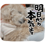 愛犬むぎとはっぴーくん。