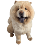 チャウチャウのくり蔵（もふもふ編）