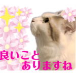 幸せの姫猫アーニャ 7お洒落な《➕の言葉》