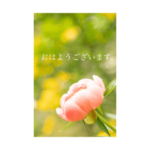 花々、おはようございます！