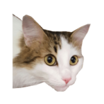 マシュマロ猫ちゃん