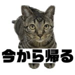 今から帰る猫