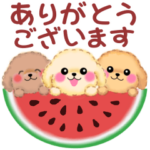 かわいいトイプードル❤️夏2