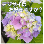 アジサイはお好きですか？ 気づかい