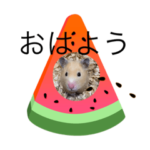 キンクマハムスター ころも2