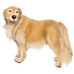 優しい犬！２毎日使える基本セット