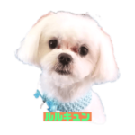 ルルキュン&ミクちゃわ