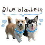 コーギー of Blue blankets