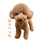 トイプードル　ロミオ