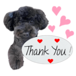 トイプードルのイヴくん