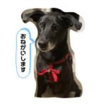 くろいいぬ,black dog