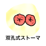 ストーマ消化器外科スタンプ