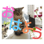 わがままタビー　春　　らんまん